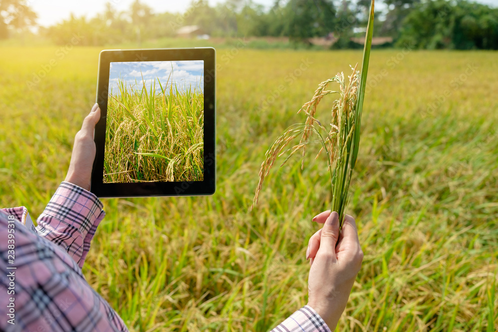 Asian woman farmer using tablet and holding paddy rice in agriculture at golden rice field.