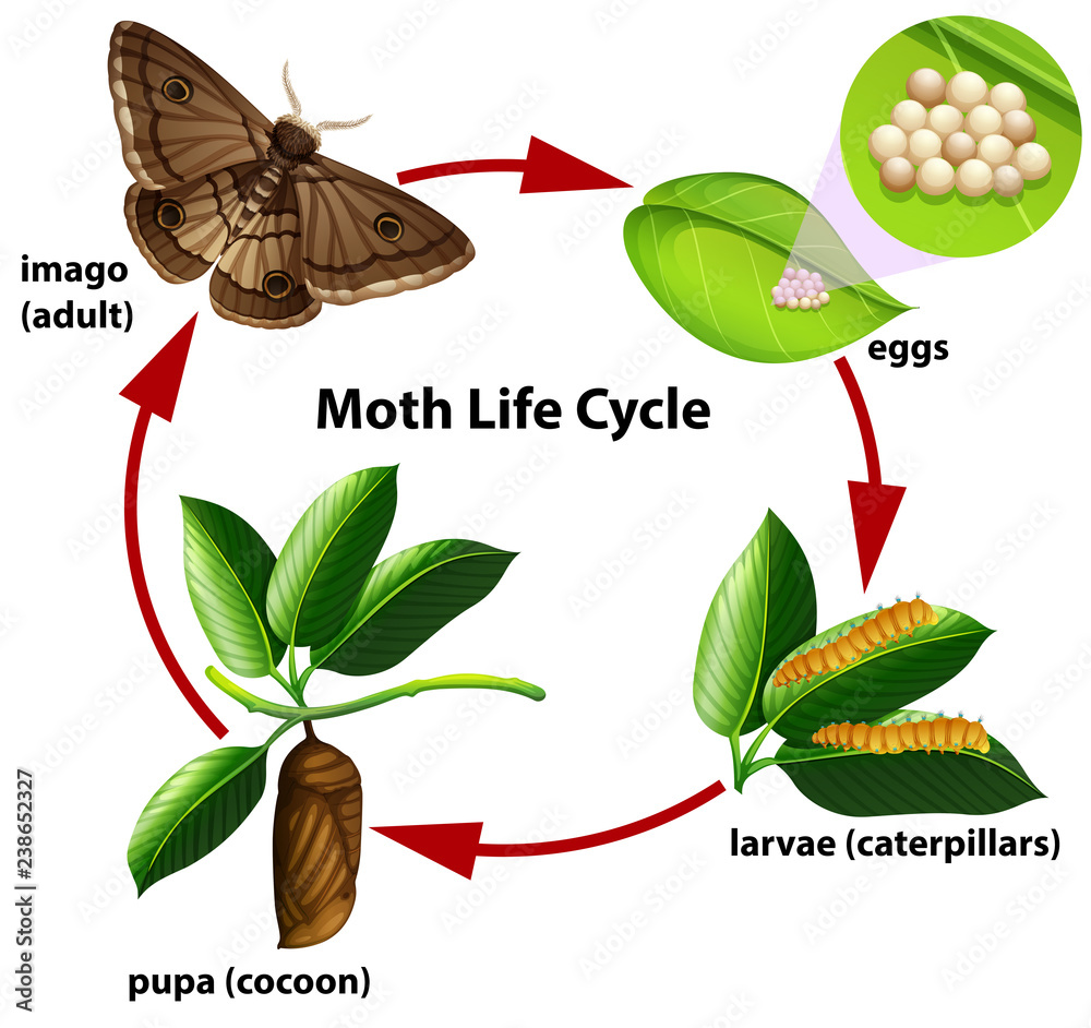 蛾类生命周期图