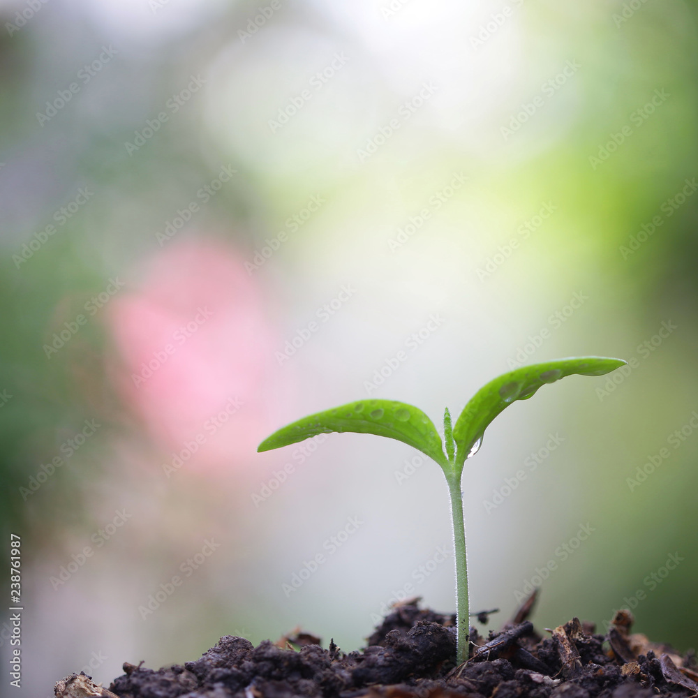 年轻的绿色植物生长