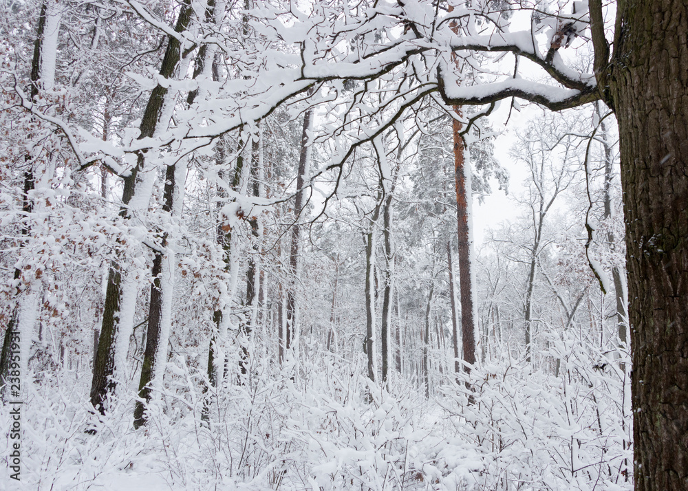 概念冬季美景。硬木。光秃秃的树上覆盖着雪。