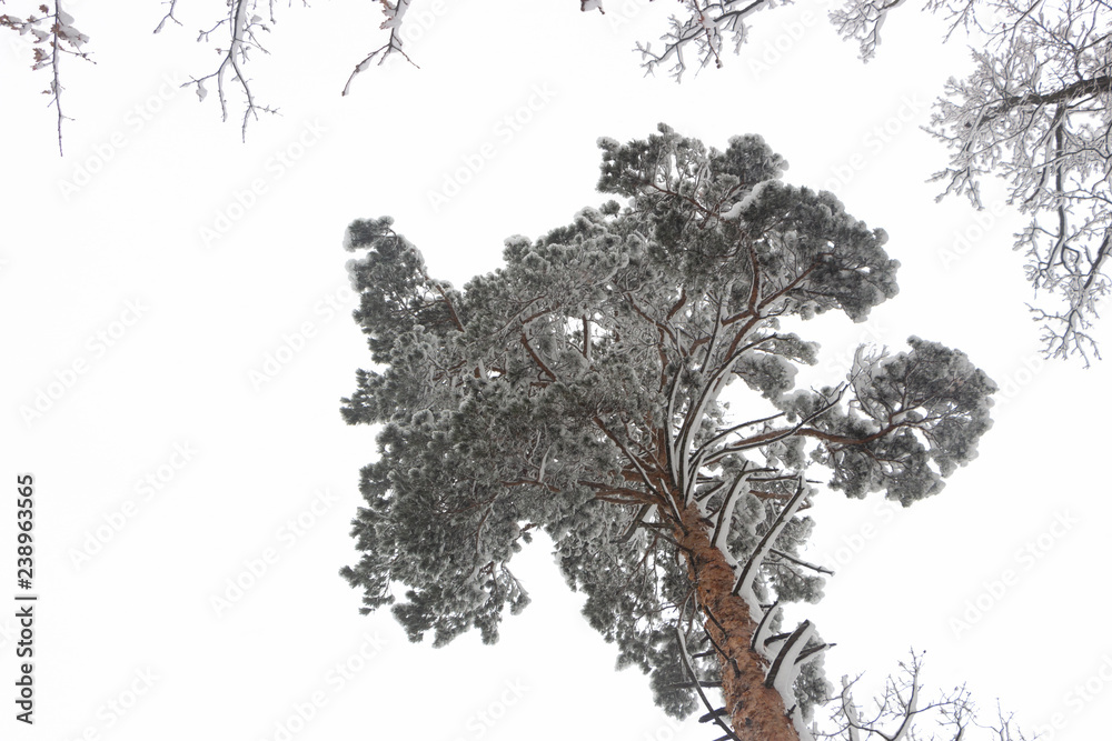 针叶树的树枝被雪覆盖，冬季霜冻清新