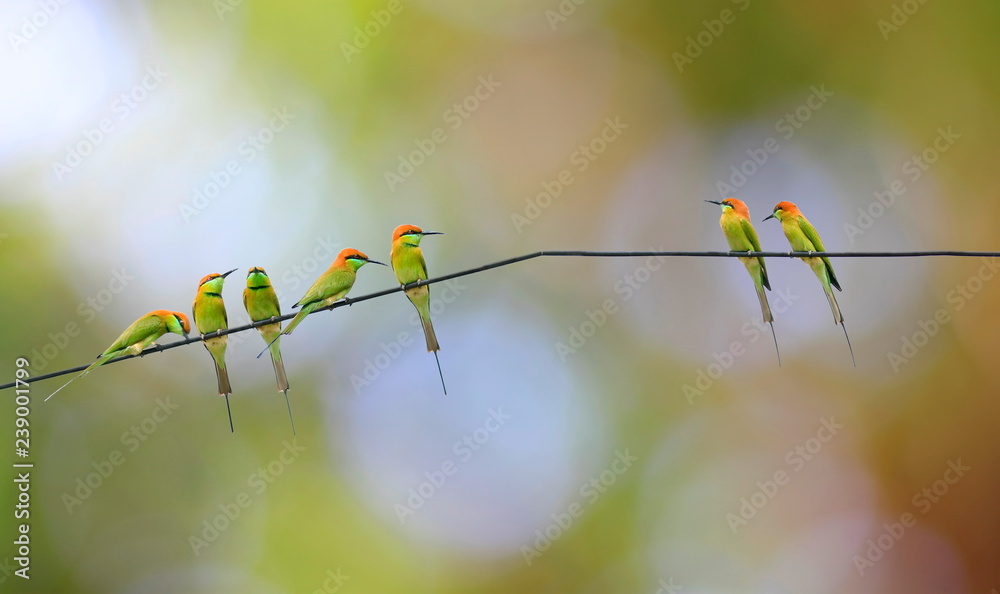 Many Meropidae birds on a cable with a blurred background.