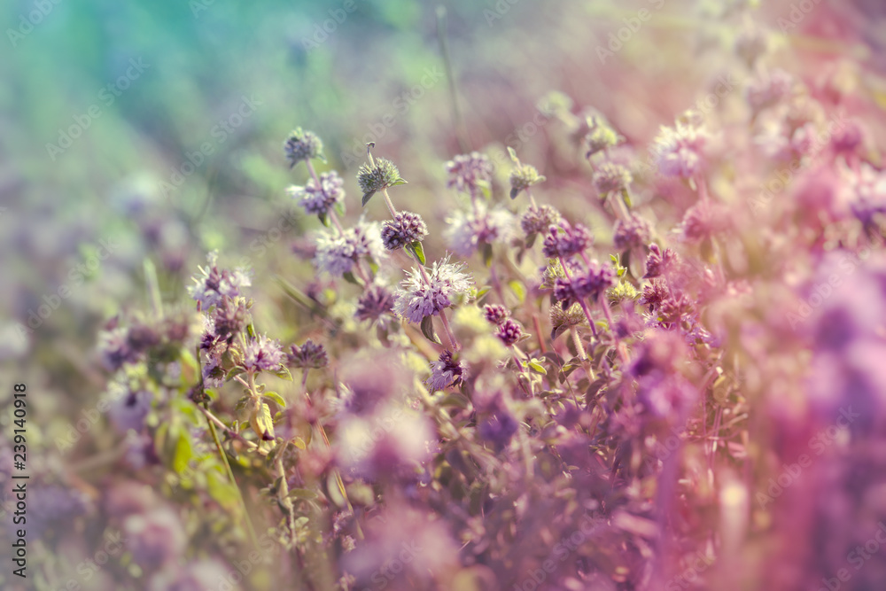 Thyme in meadow - medical herb (wild thume)