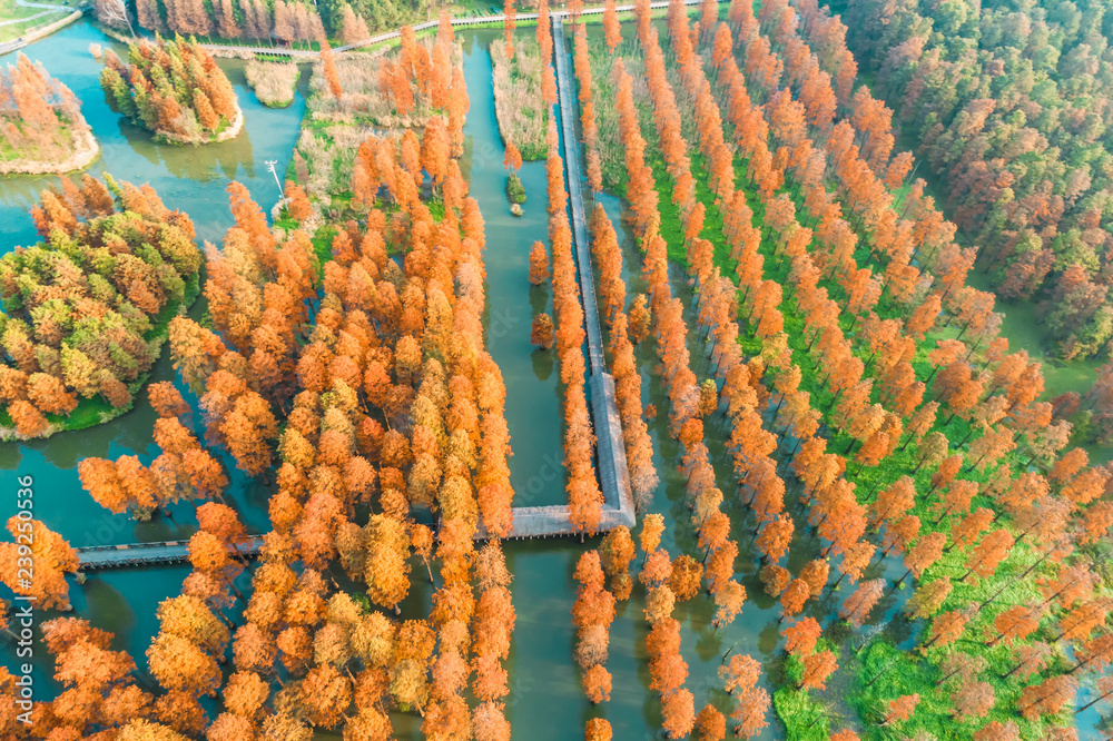 湿地公园七彩秋林，鸟瞰图