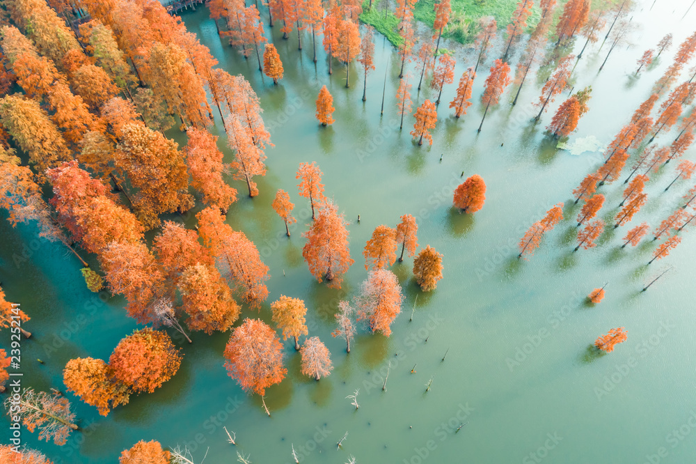 Colorful autumn forest and quiet lake scenery in the nature park,aerial view