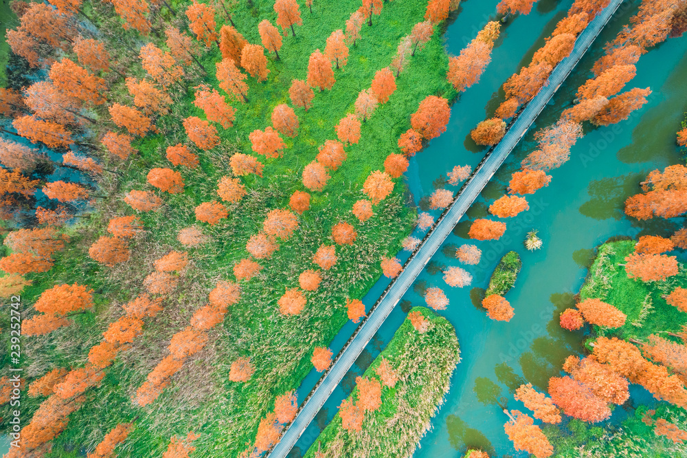 Colorful autumn forest in wetland park,aerial view