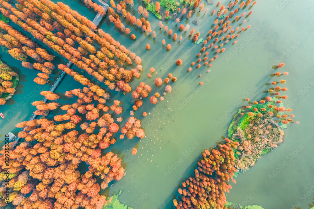 Colorful autumn forest in wetland park,aerial view