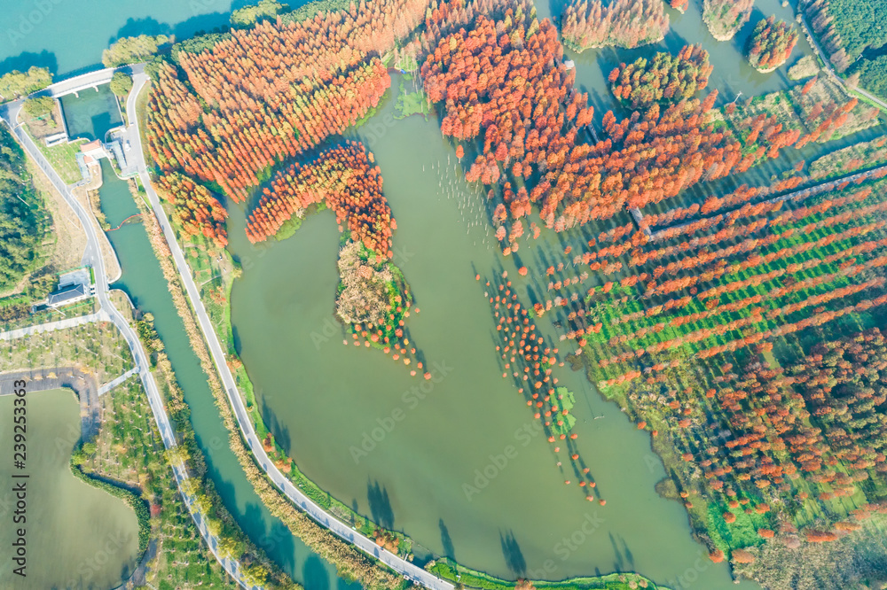 Colorful autumn forest in wetland park,aerial view