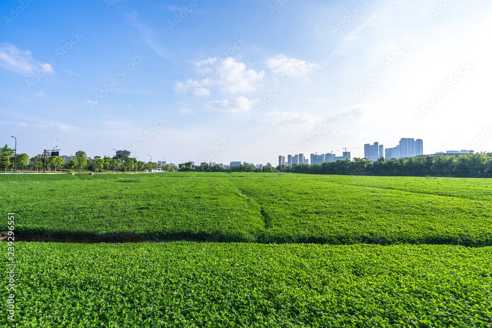 城市天际线的绿色草坪