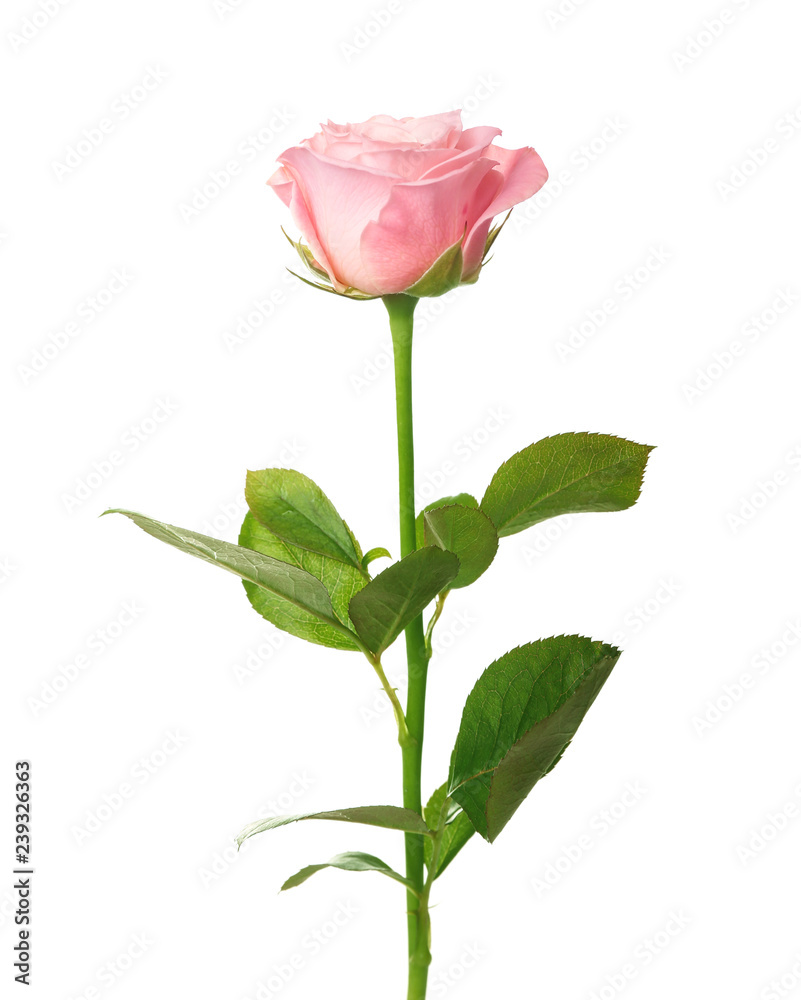 Beautiful pink rose on white background