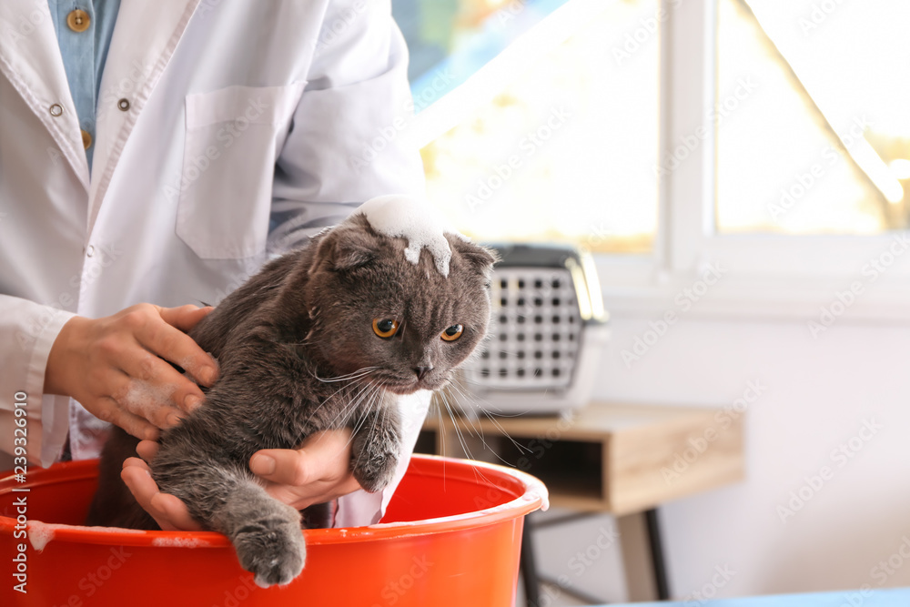 女美容师在沙龙洗猫