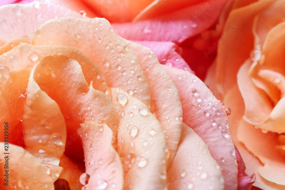 Beautiful peachy roses, closeup