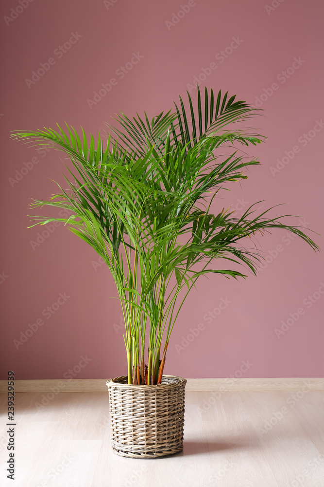 Decorative Areca palm near color wall