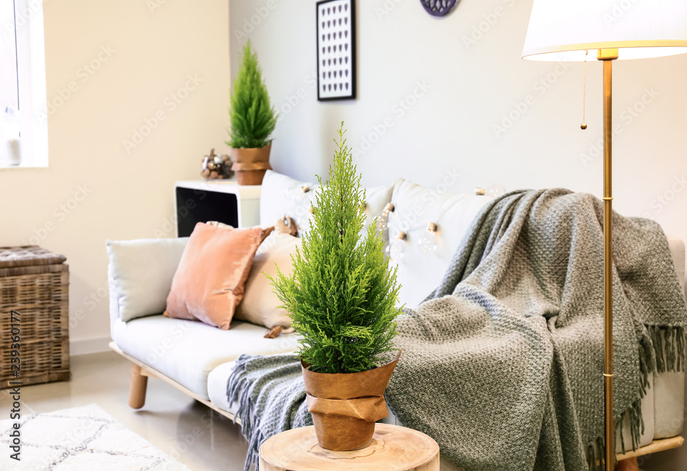 Pot with lemon cypress tree in interior of modern room