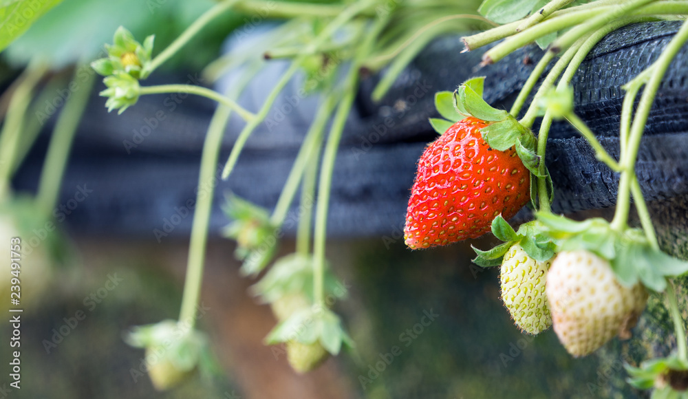 Beautiful and fresh strawberries in the garden, concept of organic farming, close up, macro.