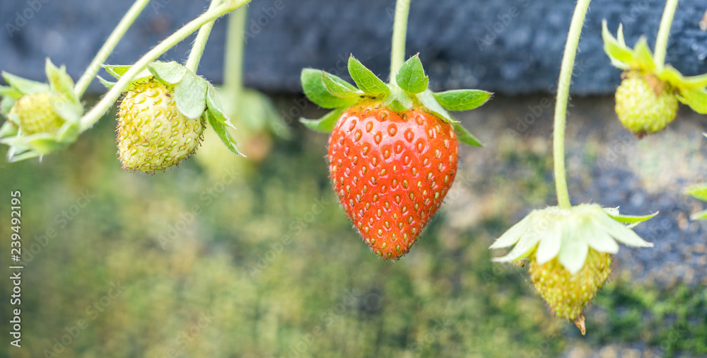 Beautiful and fresh strawberries in the garden, concept of organic farming, close up, macro.