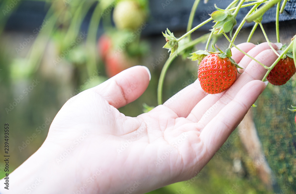 A young woman is picking up fresh seasonal strawberries in the garden, concept of organic farming, c