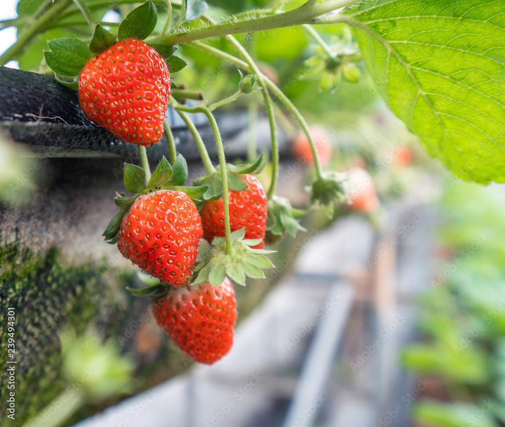 Beautiful and fresh strawberries in the garden, concept of organic farming, close up, macro.