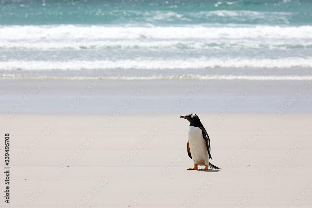 A Gentoo penguin stands on the beach in The Neck on Saunders Island, Falkland Islands