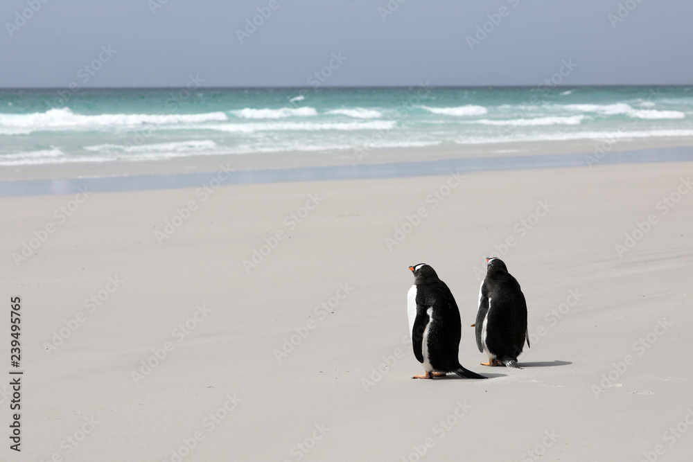 Two Gentoo penguins are standing on the beach in The Neck on Saunders Island, Falkland Islands