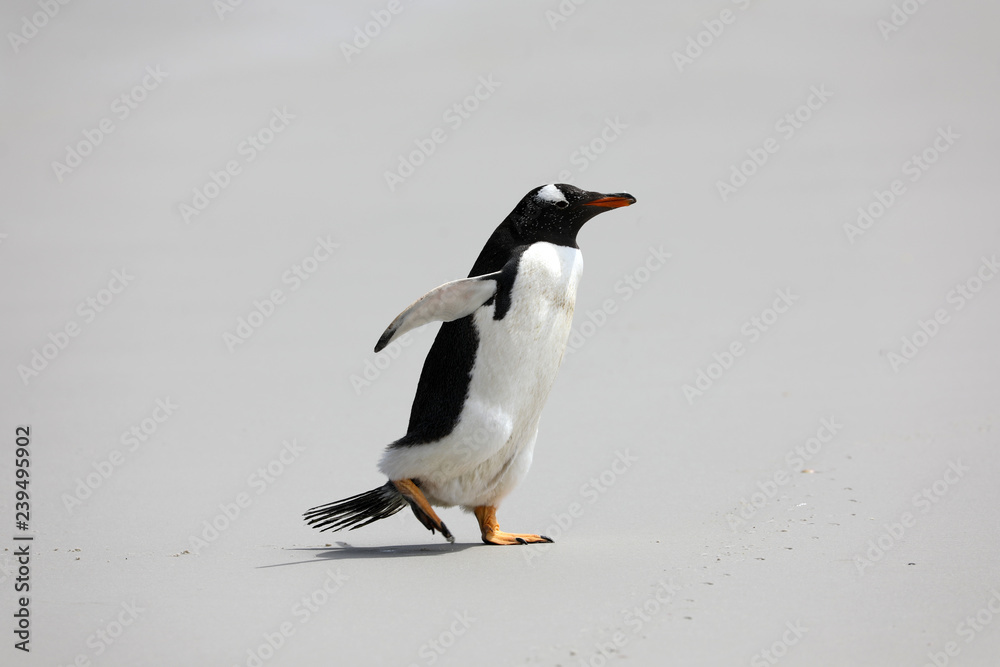 A single Gentoo penguin runs across the beach in The Neck on Saunders Island, Falkland Islands