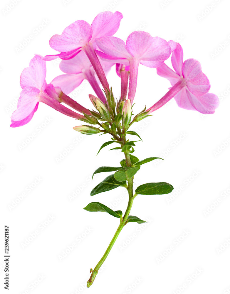 Phlox flower closeup