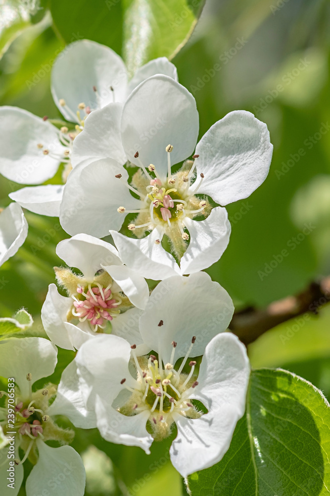 Pyrus communis in voller Blüte