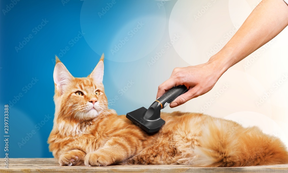 Hand combing red cats fur on  background