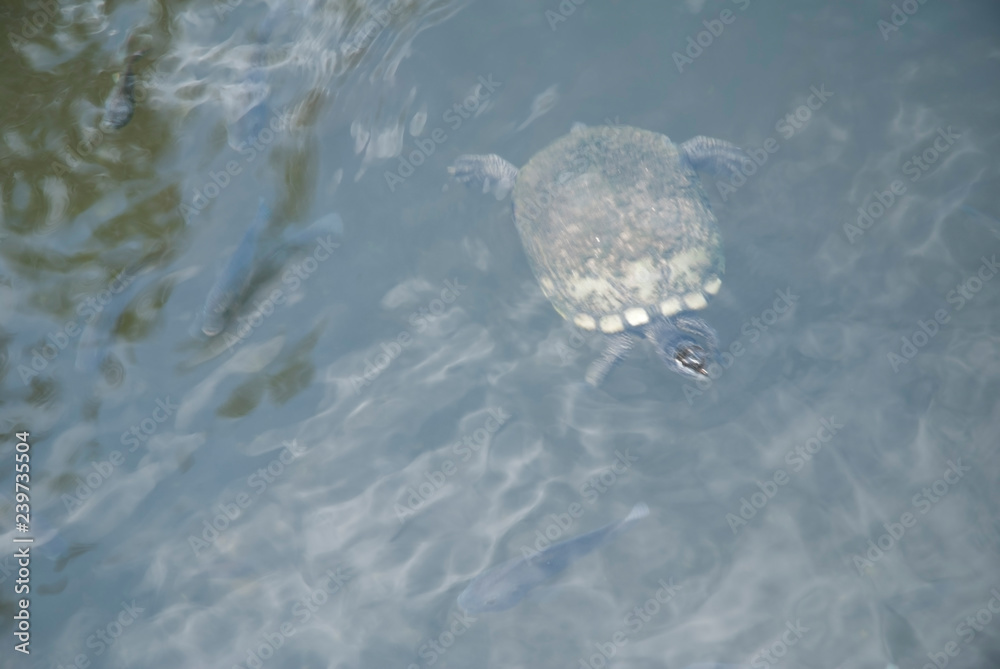 Tortue en mer