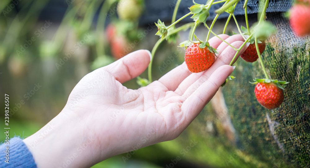 A young woman is picking up fresh seasonal strawberries in the garden, concept of organic farming, c