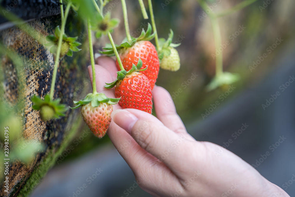 A young woman is picking up fresh seasonal strawberries in the garden, concept of organic farming, c