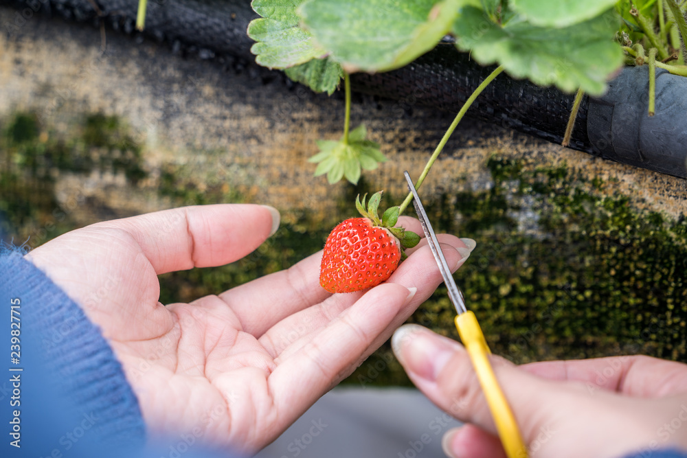 A young woman is picking up fresh seasonal strawberries with scissors in the garden, concept of orga