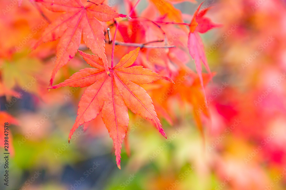 鮮やかに紅葉したカエデ