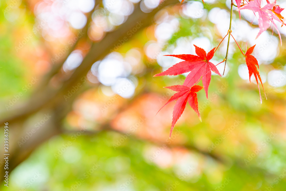 鮮やかに紅葉したカエデ