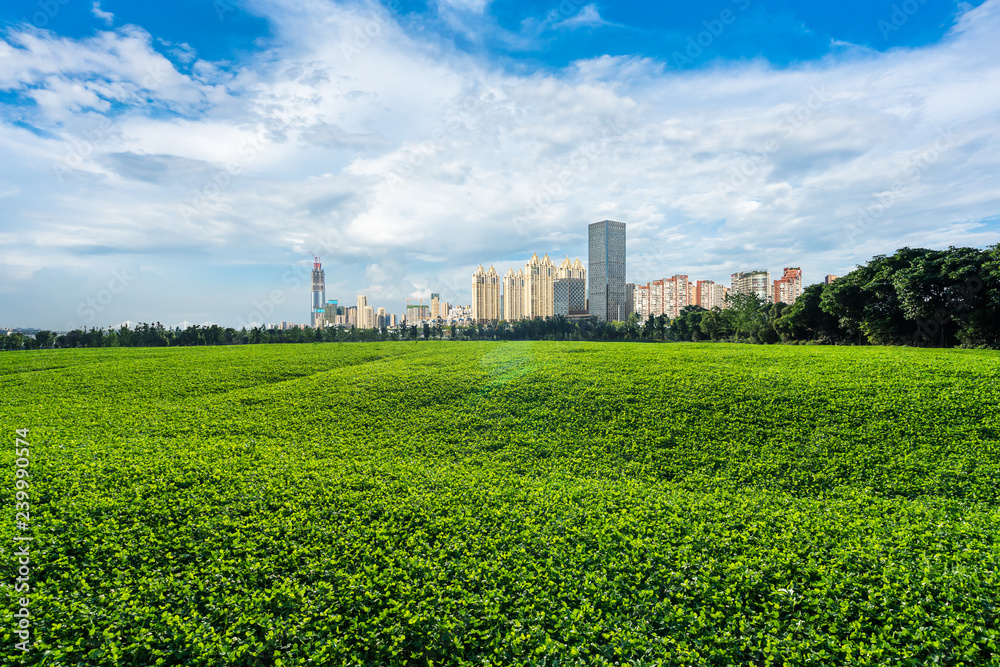 城市天际线的绿色草坪