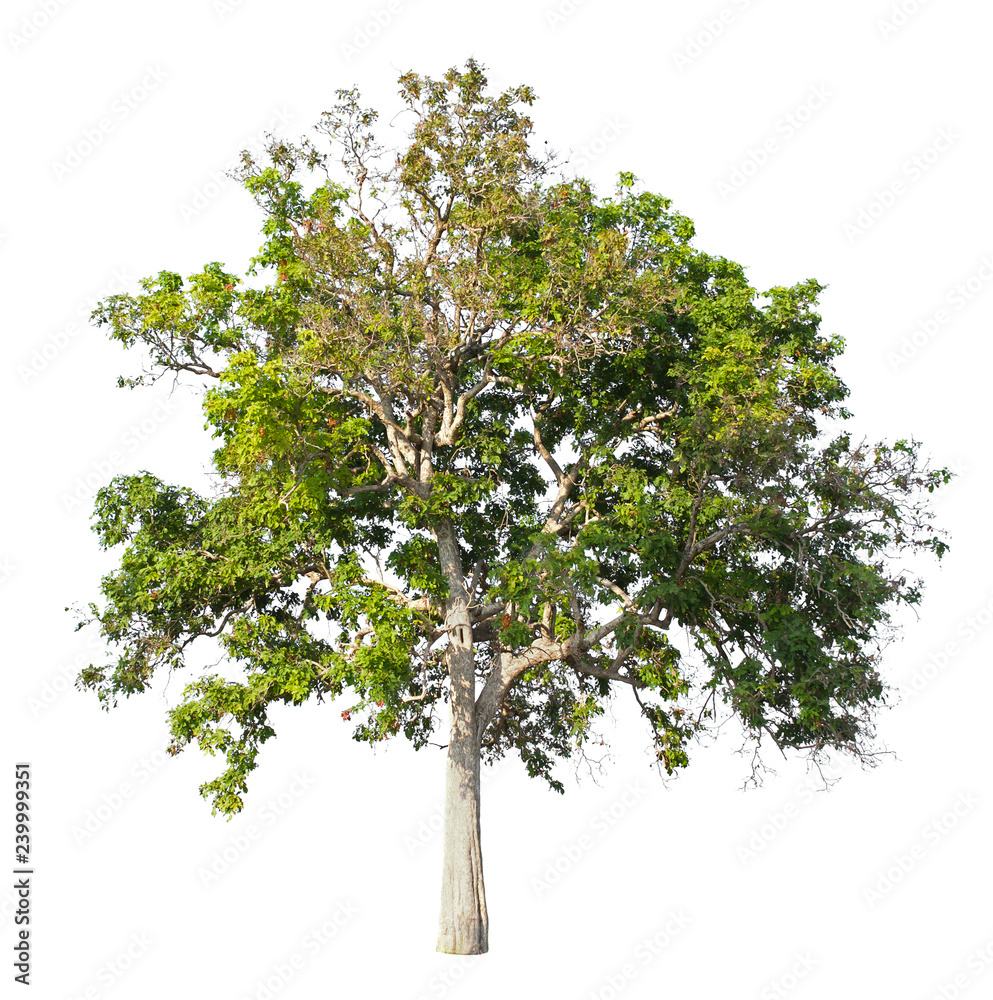 big tree isolate on white background