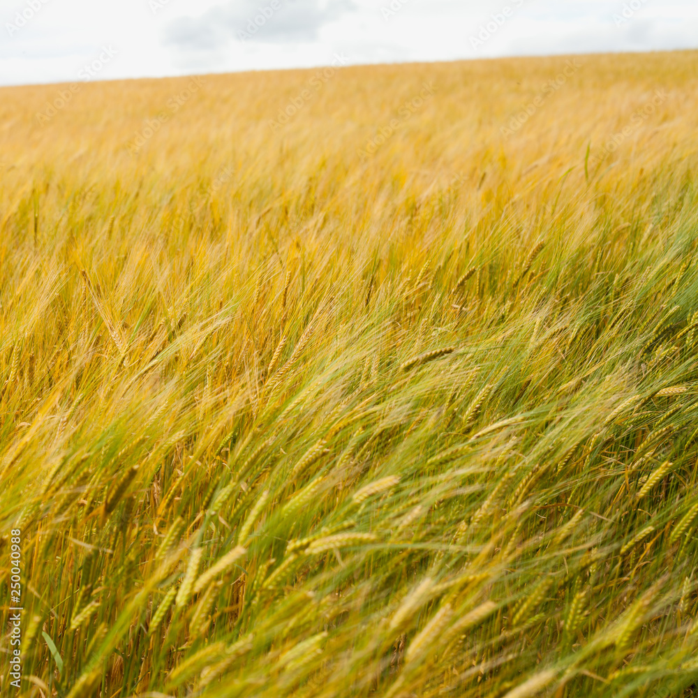 Barley Field