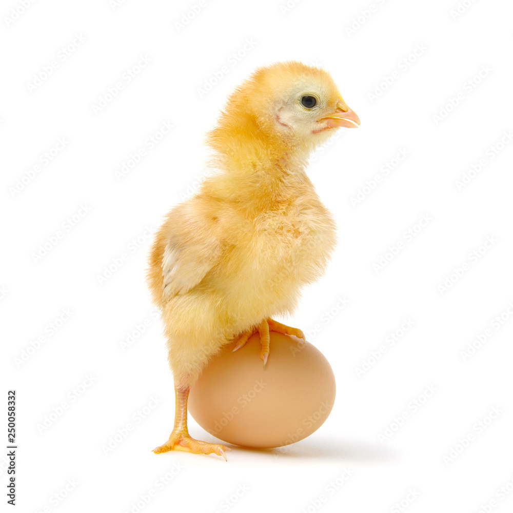 chick and egg isolated on a white