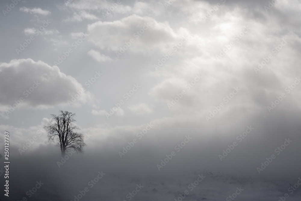 美国纽约州农村的雪雾和哨兵树。