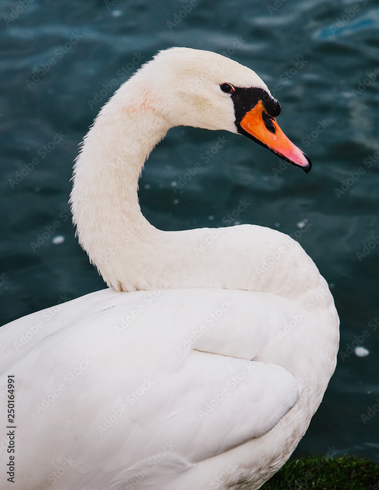 A swan in the lake