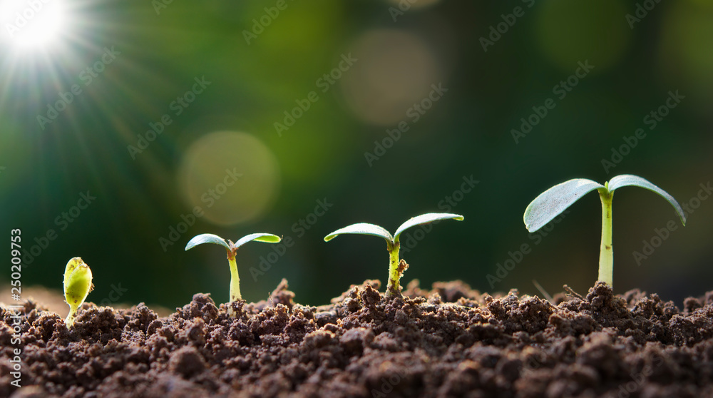 年轻的植物在阳光下的花园里生长。生态概念