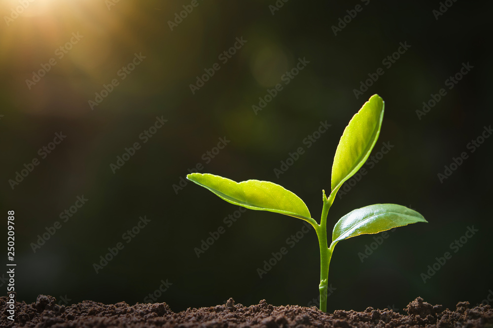 在阳光下生长在大自然中的绿色植物