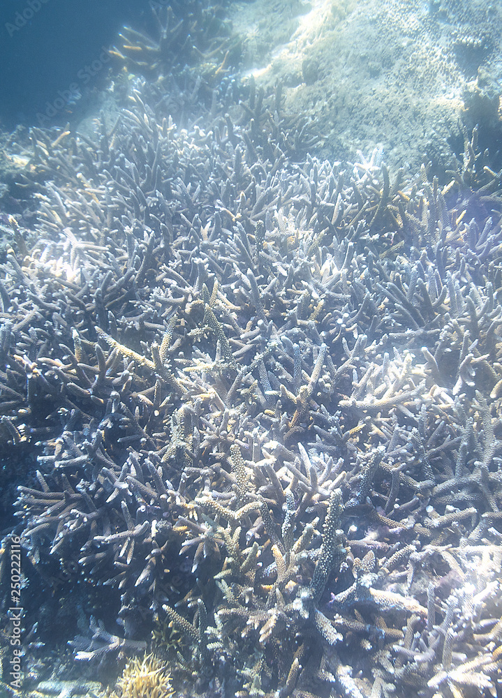 浮潜探索水下景观-海底美丽的水下鹿角珊瑚礁，关闭u