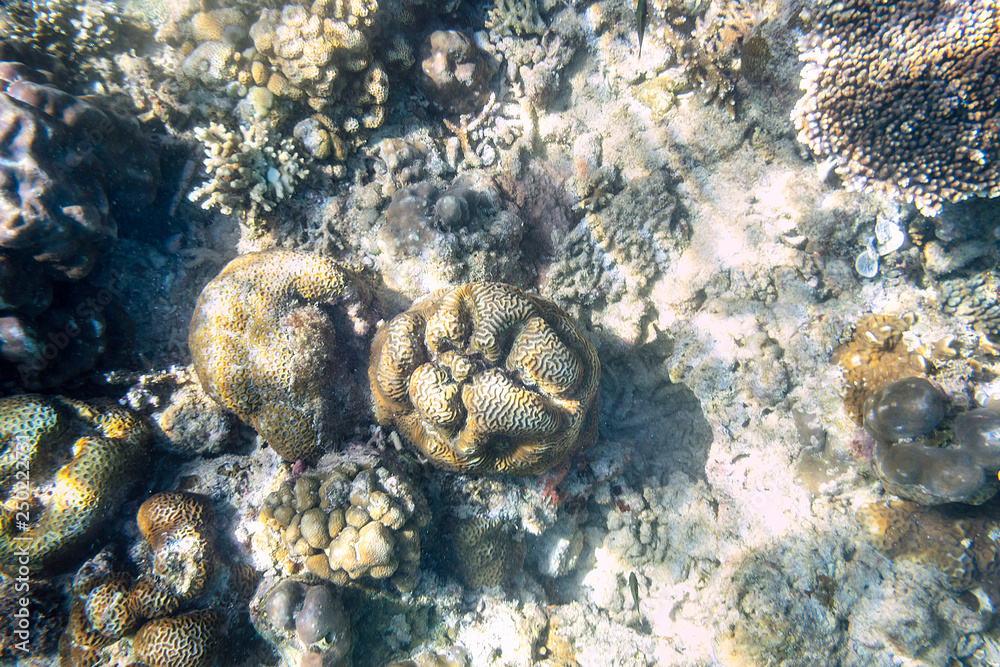 浮潜探索水下景观-海底美丽的水下鹿角珊瑚礁，关闭u