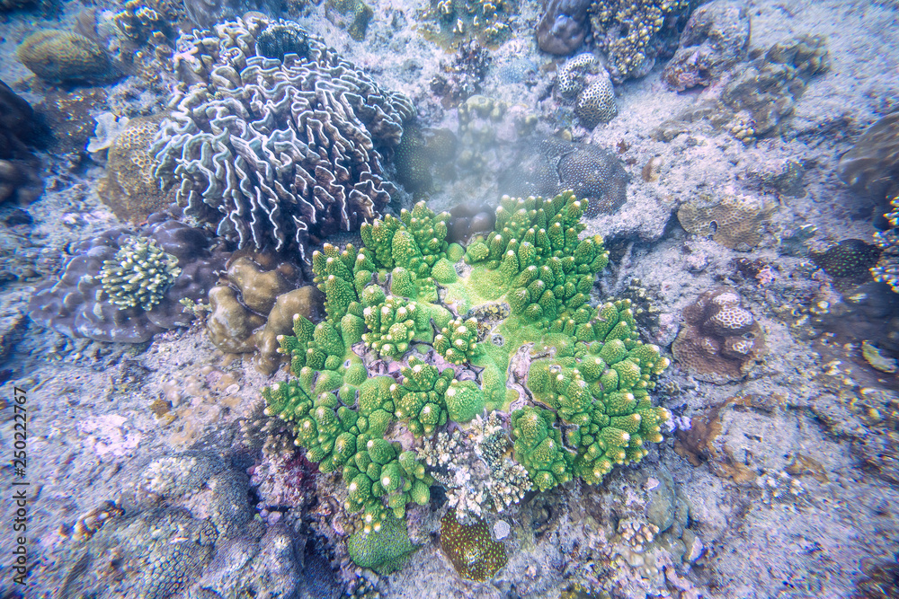 Snorkeling exploring underwater view - beautiful underwater antler carol reef on the seabed, close u