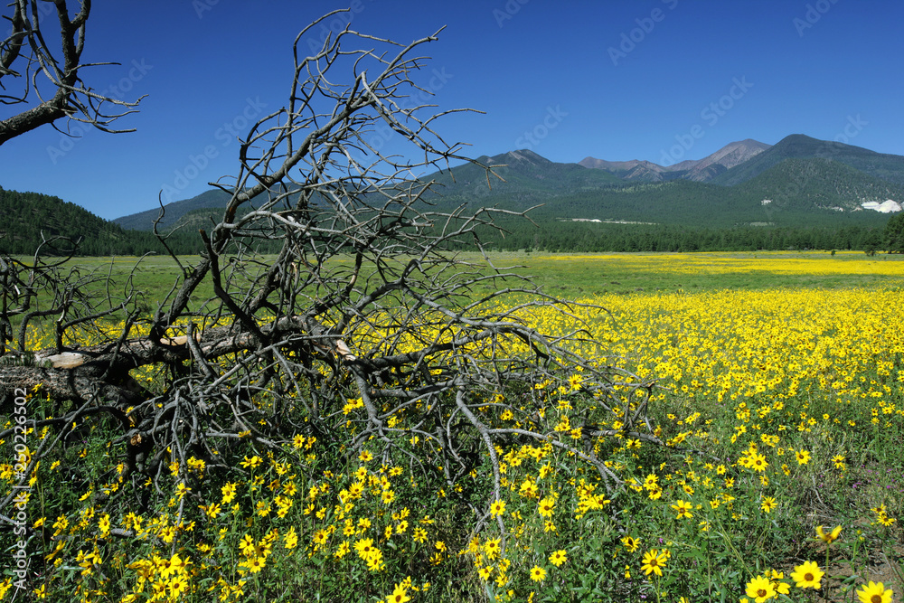 Beautiful Roadside Landscape on the Way to South Rim, Grand Canyon