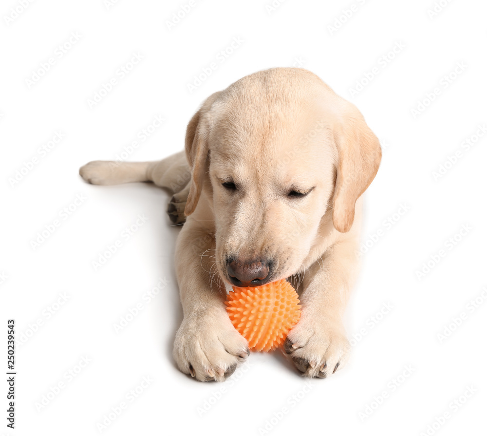 Adorable labrador dog with ball on white background