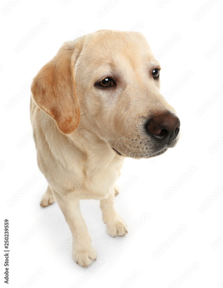 Adorable labrador dog on white background