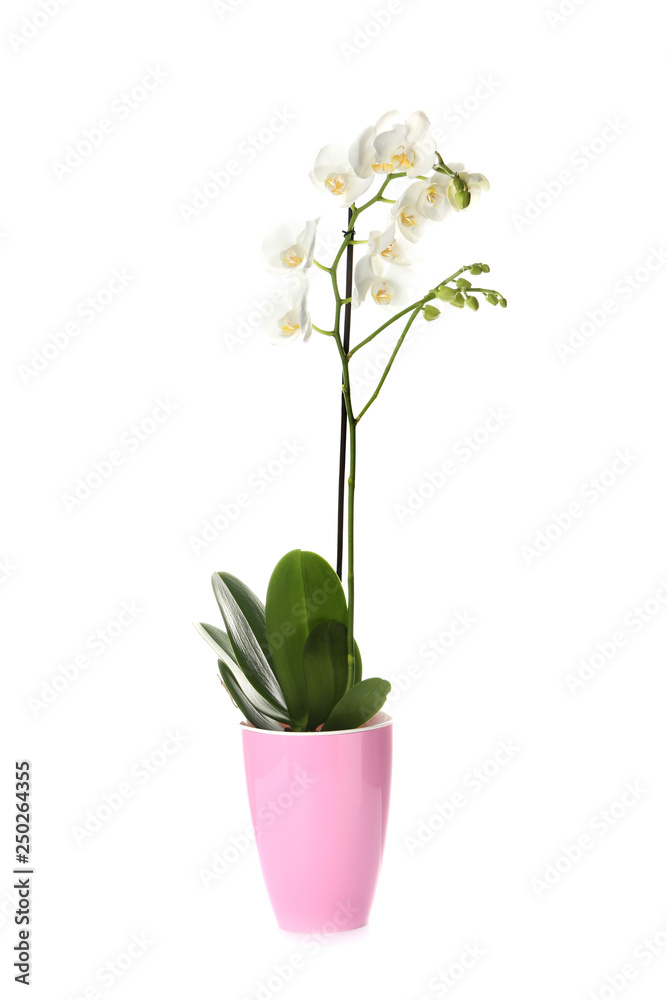 Beautiful orchid flower in pot on white background