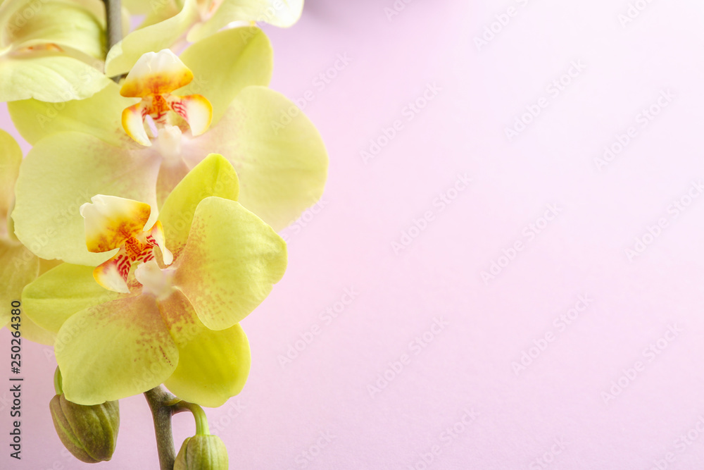 Beautiful orchid flowers on color background